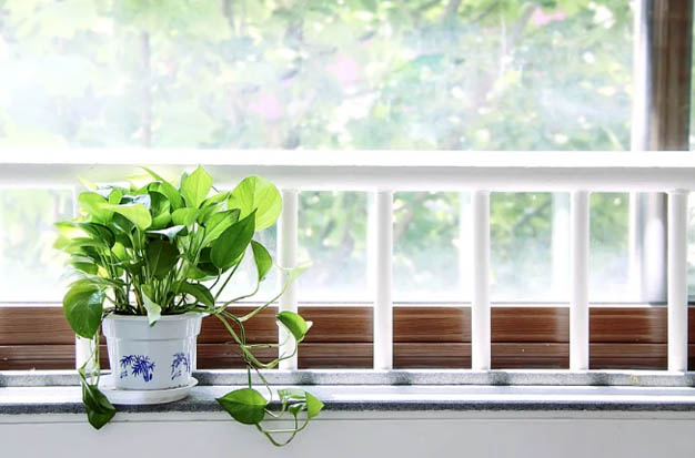 How to Arrange Plants in Any Living Room1