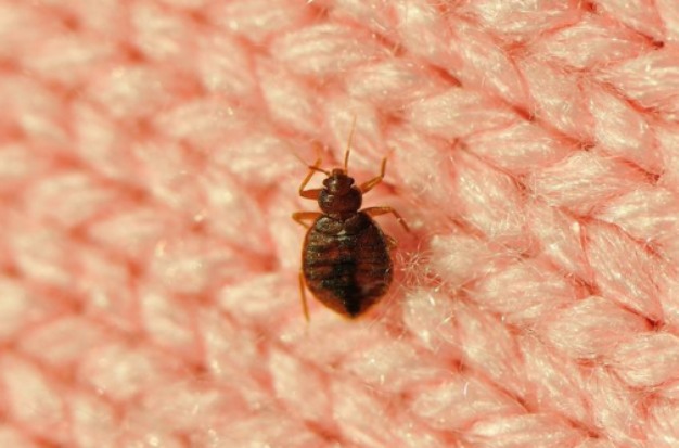 Where Do Bed Bugs Actually Come From1