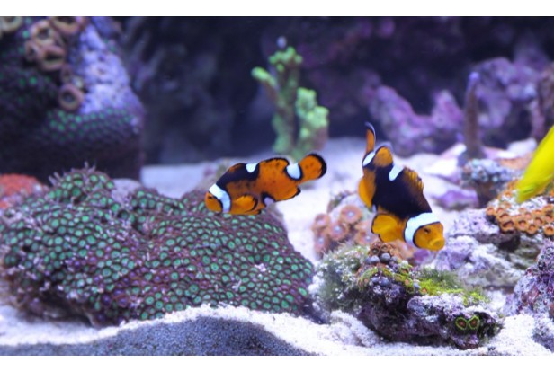 Top 7 Fish Tank Filters 2023 – Best Aquarium Filters